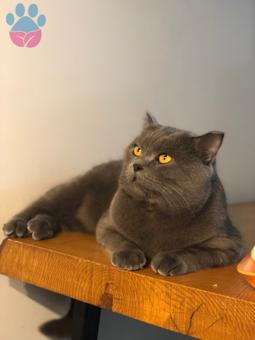 British Shorthair Biricik Oğlumuza Eş Arıyoruz