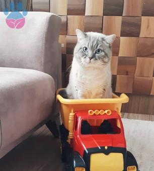 2 Yaşında British Shorthair Oğluma Eş Arıyorum