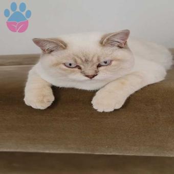 British Shorthair Suga Eş Arıyor