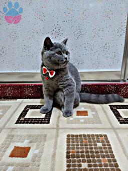 British Shorthair Sezar 11 Aylık Eş Arıyor