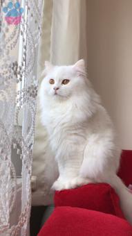 British Longhair Erkek Kedime Eş Arıyorum