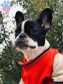 French Bulldog Cinsi Güzel Kızımıza Damat Adayı Arıyoruz