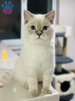 8 Aylık Oğluşuma Dişi Eş Arıyorum