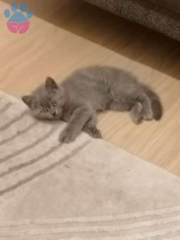 British Shorthair 1 Yaşında Oğluma Eş Arıyorum Kızgınlıkta