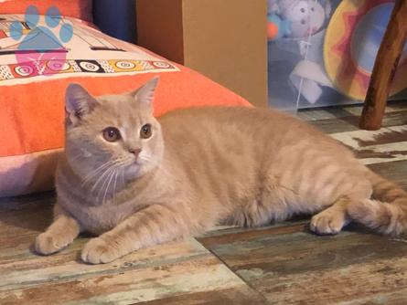 British Shorthair Oğlumuz Kız Arkadaş Arıyorum ?