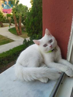 British Shorthair Oğlumuz İçin Eş Arıyoruz