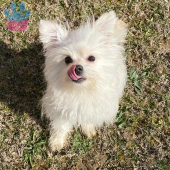 Pomerian mix maltese terrier