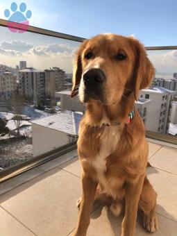 1 Yaşında Golden Retriever Oğluma Eş Arıyorum