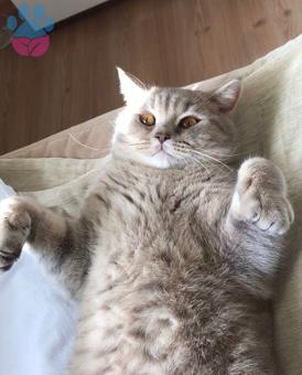 British Shorthair Oğluma Bir Eş Arıyoruz