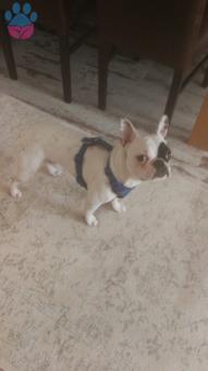 French Bulldog Oğluma Eş Arıyorum