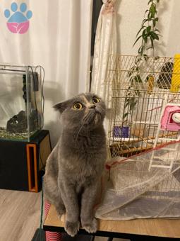 Scottish Fold Dişi Kedime Eş Arıyorum