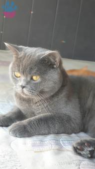 British Shorthair Oğlumuz Çakıla Acil Eş Arıyoruz