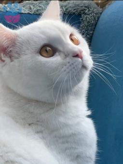 British Shorthair Kedimize Eş Arıyoruz