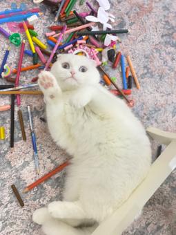 Scottish Fold Küçük Prensesimize Eş Arıyoruz