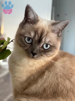 British Shorthair Tatlı Kedimize Kızgınlığı Gelince Eş Arıyoruz