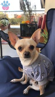 2 Yaşında Chihuahua Cinsi Oğluma Eş Arıyorum
