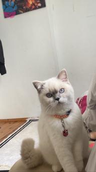 British Shorthair Kedim 8 Aylık Eş Arıyoruz