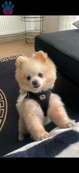 Pomeranian Boo 3 Yaşında Oğluma Eş Arıyorum