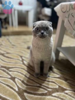 Scottish Fold Oğluma Eş Arıyorum 8 Aylık