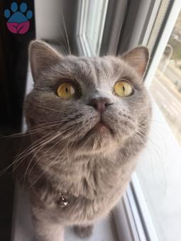 British Shorthair Cinsi Oğluma Eş Arıyoruz