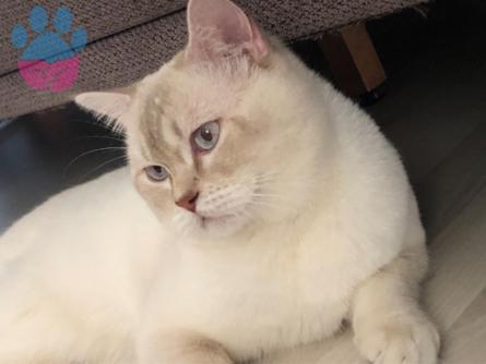 British Shorthair Oğluma Gelin Arıyoruz