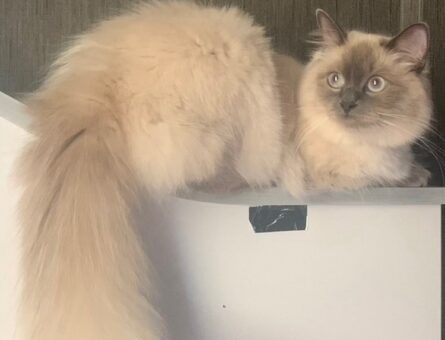 Ragdoll 1 Yaşunda  Uma’ya Eş Arıyoruz