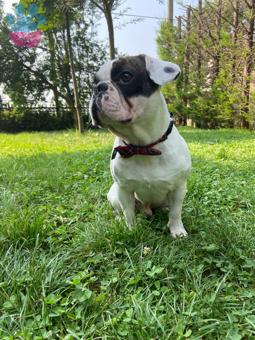 French Bulldog 2 Yaşında Oğluma Eş Arıyorum