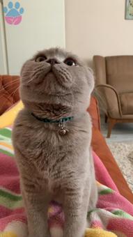 Scottish Fold Oğlumuza Güzel Dişi Arıyoruz