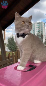 British Shorthair 14 Aylık Erkek Kedime Eş Arıyorum