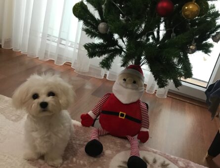 Maltese Terrier Kızıma Eş Arıyorum