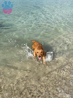 Golden Retriever Köpeğime Aynı Cins Eş Arıyorum