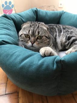 Scottish Fold Oğluma British Cinsi Eş Arıyorum