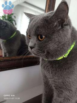 Kütahya Merkez British Shorthair Kedimize Eş Arıyoruz