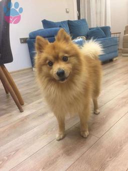 Spitz 4 Yaşındaki Köpeğime Eş Arıyoruz