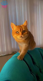 British Golden Kedime Dişi Kedi Arıyorum