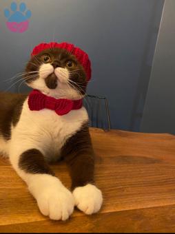 Oğlumuz Şalgam’ın Çiftleşmesi İçin Eş Arıyoruz