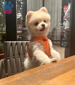 Pomeranian Boo Oğluma Eş Arıyorum 1.5 Yaşında