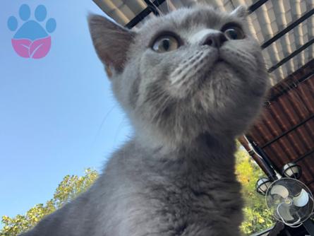 British Shorthair Oğluma Gelin Arıyorum