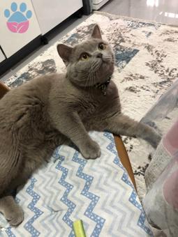 British Shorthair Kedim İçin Eş Arıyorum