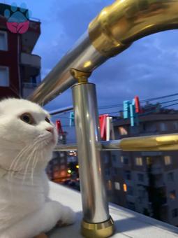 Scottish Fold Kedim Bihterini Arıyor