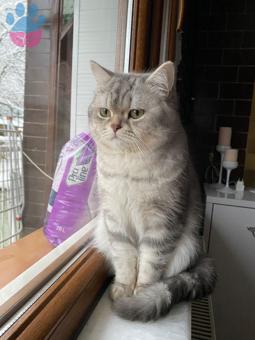 British Shorthair Erkek Kedime Eş Arıyorum