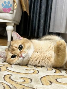 Scottish Fold Güzel Kızıma Eş Arıyoruz