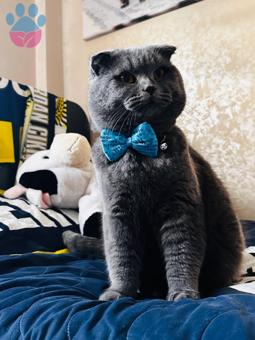 Scottish Fold Kedime Acil Eş Aranıyor