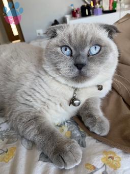 Scottish Fold Kızıma Efendi Eş Arıyoruz