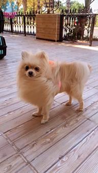 Pomeranian Boo Oğluma Gelin Adayı Aramaktayız