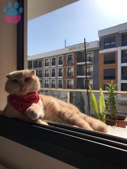 Scottish Fold Oğlumuza Kız Arıyoruz