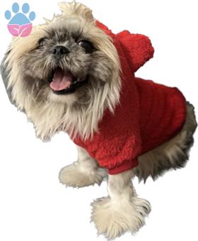 Shih Tzu Yakışıklı Oğluma Eş Arıyorum