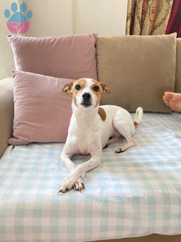 Jack Russell Cinsi Kızıma Eş Arıyorum