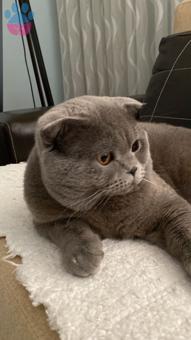 Scottish Fold Kedime Eş Arıyorum