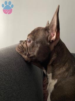 French Bulldog 1 Yaşında Köpeğime Eş Arıyorum